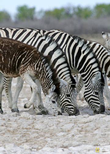 跑马参赛的三个过程
